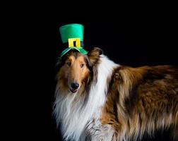 porträtt av en grov collie hund med helgon Patricks dag topp hatt foto