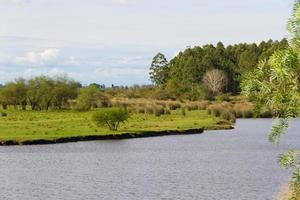 fält landskap med ström och eukalyptus skogsplantering i federation entre rios argentina foto