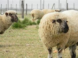 får bruka i pampas argentina, provins av santa fe foto