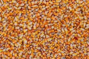 bakgrund med textur av majs korn och plats för text foto