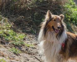 porträtt av Lycklig gående collie hund i de berg foto