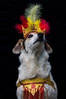porträtt av en hund klädd för karneval, med fjädrar, paljetter och glitter foto