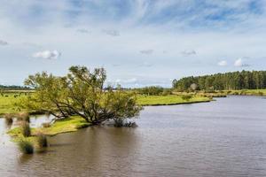 fält landskap med ström och eukalyptus skogsplantering i federation entre rios argentina foto