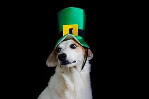 porträtt av en blandras hund med st patricks dag hatt foto