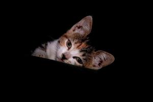 skön porträtt av kattunge sovande och spelar på svart bakgrund foto