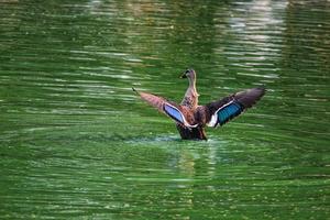 en gräsand Anka simning och öppning fjädrar på vatten yta i en damm foto