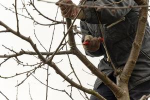 beskärning frukt träd i de trädgård med en fick syn på i höst och vår. en serier av bilder. foto