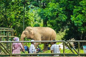 jakarta, indonesien i december 2022. de Zoo i ragunan är ett av de favorit platser för små och stor familjer foto
