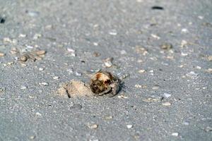 eremit krabba på vit sand tropisk paradis strand foto