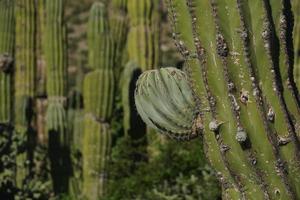 baja kalifornien sur jätte kaktus i öken- foto