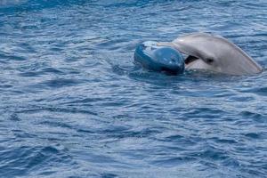 delfin spelar med plast boj foto