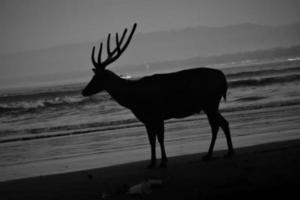 silhuett av en rådjur på de strand i svart och vit foto