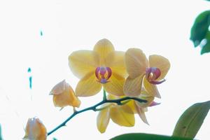 gul måne orkide i trädgård bakgrund vit foto