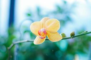 gul måne orkide foto