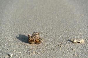 eremit krabba på vit sand tropisk paradis strand foto