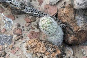 mammillaria armillata baja kalifornien sur mexico kaktus foto