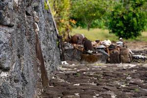 taputapuatea marae av raiatea franska polynesien unesco arkeologisk webbplats foto