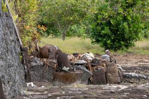 taputapuatea marae av raiatea franska polynesien unesco arkeologisk webbplats foto