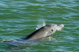 flasknos delfin i baja kalifornien grön vattnen foto