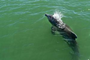 flasknos delfin i baja kalifornien grön vattnen foto