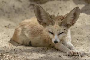 fennec öken- räv porträtt foto