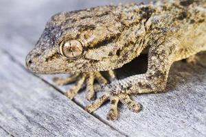 moorish gecko tarentola mauritanica foto