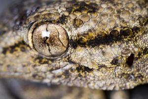 moorish gecko tarentola mauritanica foto