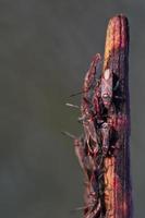 röd buggar lygaeus equestris på en växt foto