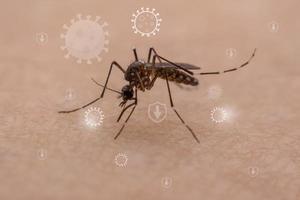 mygg är naturlig blodsugande insekter den där vålla smärta på mänsklig hälsa, och biologiskt de bära malaria, denguefeber, och Zika feber. foto