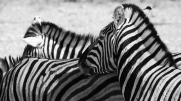 zebror i namibia foto