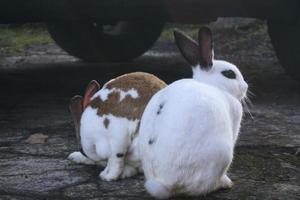 närbild av söt och rolig vit och vit-brun kaniner foto