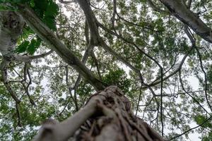 stor benjamin träd grenar lianas rötter foto