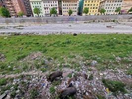 svin feber vild vildsvin i genua stad bisagno flod urban vilda djur och växter ser för mat i sopor och vilar foto