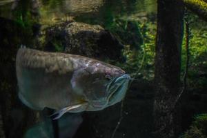 silver- arawana fisk söder Amerika amazzonia under vattnet foto