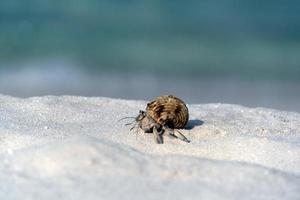 eremit krabba på vit sand tropisk paradis strand foto