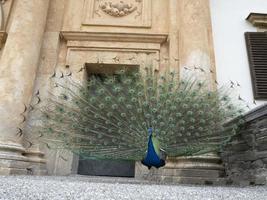 eggenberg slott graz österrike påfågel foto