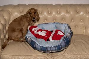 förtjusande santa klädd valp hund jul xmas foto