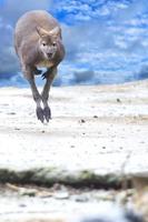 känguru medan Hoppar på de molnig himmel bakgrund foto