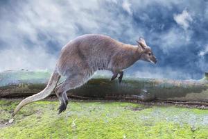 känguru medan Hoppar på de molnig himmel bakgrund foto