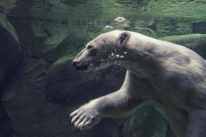 vit Björn under vattnet på de Zoo foto