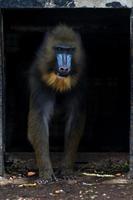 isolerat mandrill apa porträtt foto