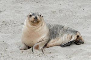 nyfödda australiska sjölejon på sandstrandbakgrund foto