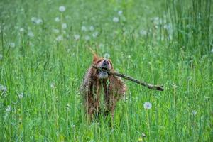 hund valp cockerspaniel spaniel Hoppar foto