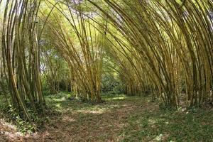 inuti en bambu skog foto