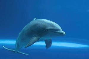 akvarium delfin ser på du foto