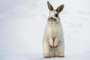 påsk kanin isolerat på vit snö foto