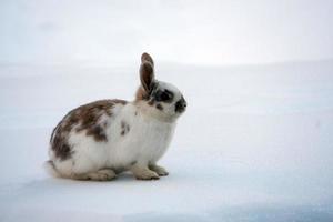 påsk kanin isolerat på vit snö foto