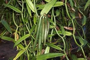 vanille plantage i tahaa ö franska polynesien foto