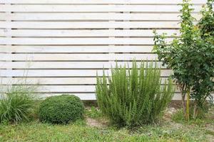 annorlunda växter och blommor i de trädgård. landskap design. foto