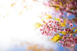 stänga upp sakura blomma foto